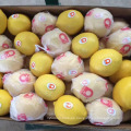 Frutas cítricas frescas, limones frescos, ombligo fresco y naranjas Valencia de China